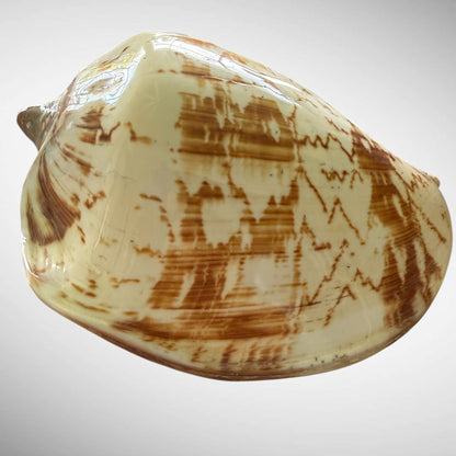 Polished Noble Volute Seashell