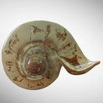 Polished Noble Volute Seashell