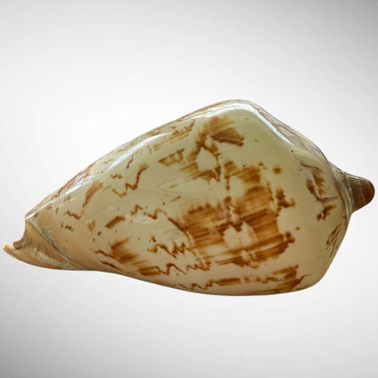 Polished Noble Volute Seashell