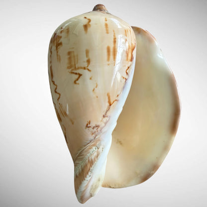 Polished Noble Volute Seashell