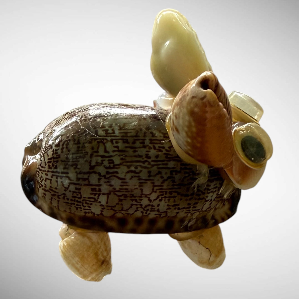 Seashells animals