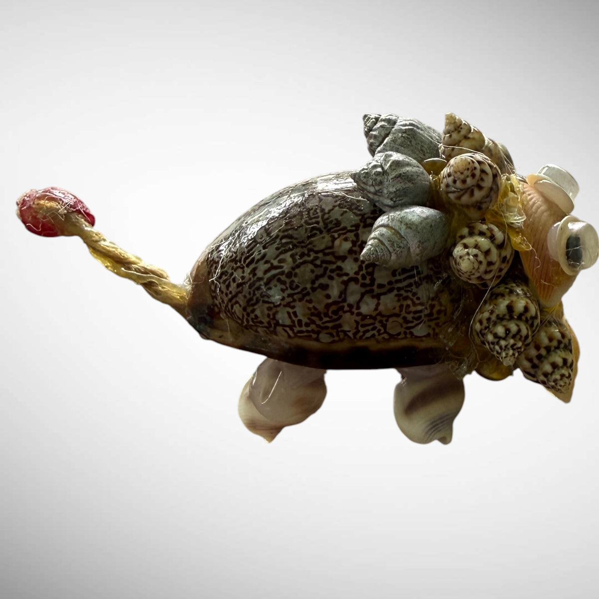 Seashells animals