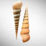 Brown Turritella Seashell Pair