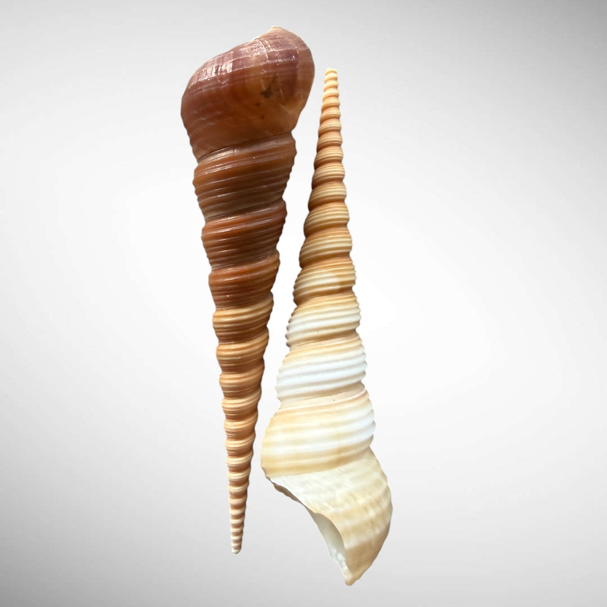 Brown Turritella Seashell Pair