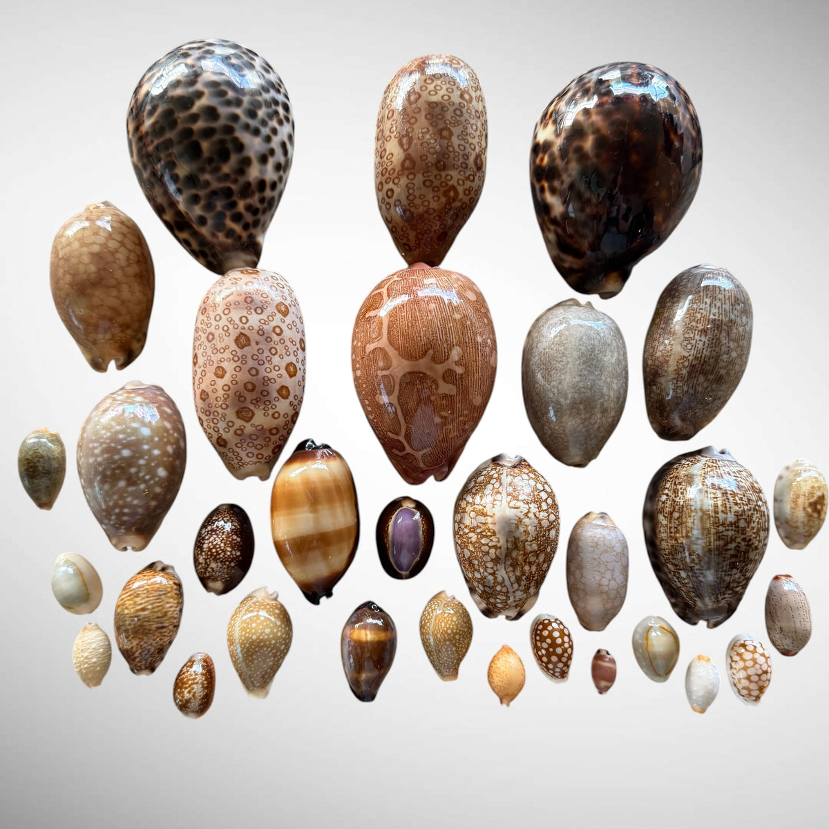 Collection of Mixed Cowrie Seashells – 31 Piece Collector Set