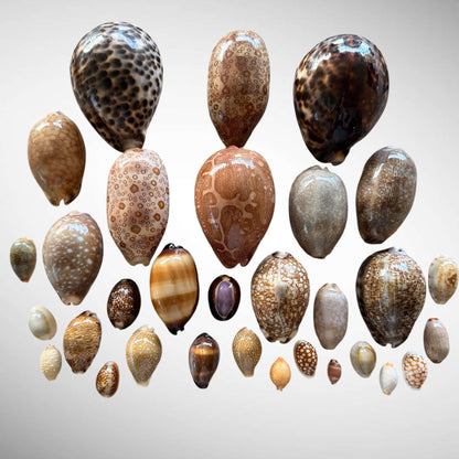 Collection of Mixed Cowrie Seashells – 31 Piece Collector Set