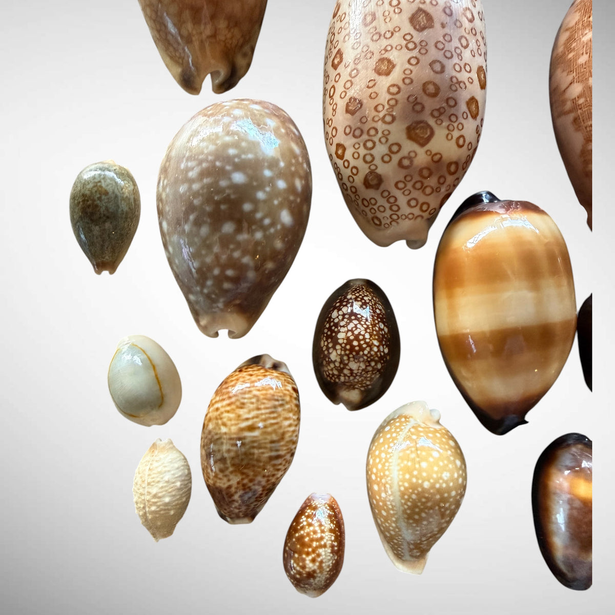 Collection of Mixed Cowrie Seashells – 31 Piece Collector Set