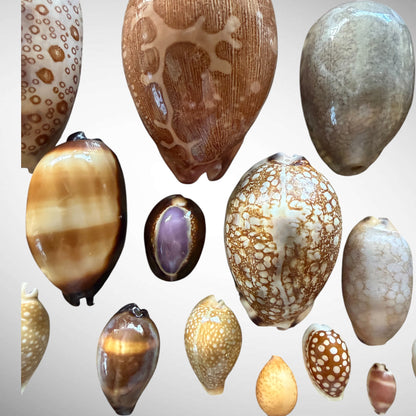 Collection of Mixed Cowrie Seashells – 31 Piece Collector Set
