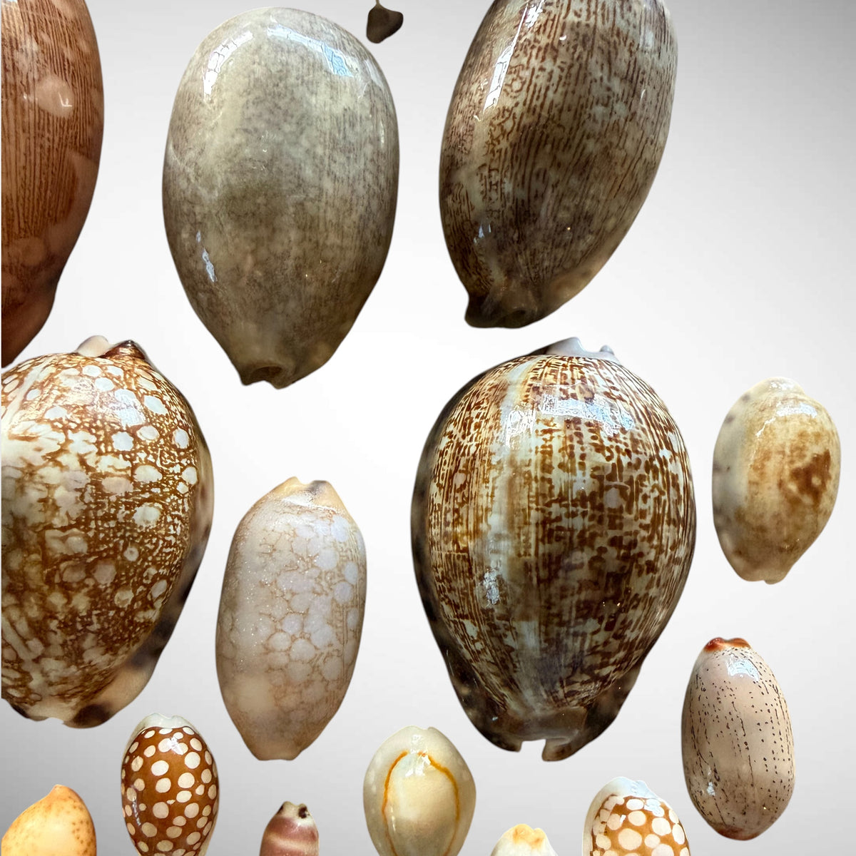 Collection of Mixed Cowrie Seashells – 31 Piece Collector Set