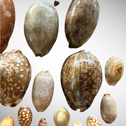 Collection of Mixed Cowrie Seashells – 31 Piece Collector Set