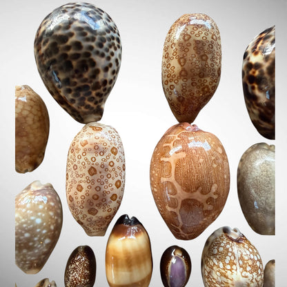 Collection of Mixed Cowrie Seashells – 31 Piece Collector Set