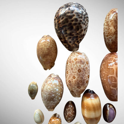 Collection of Mixed Cowrie Seashells – 31 Piece Collector Set