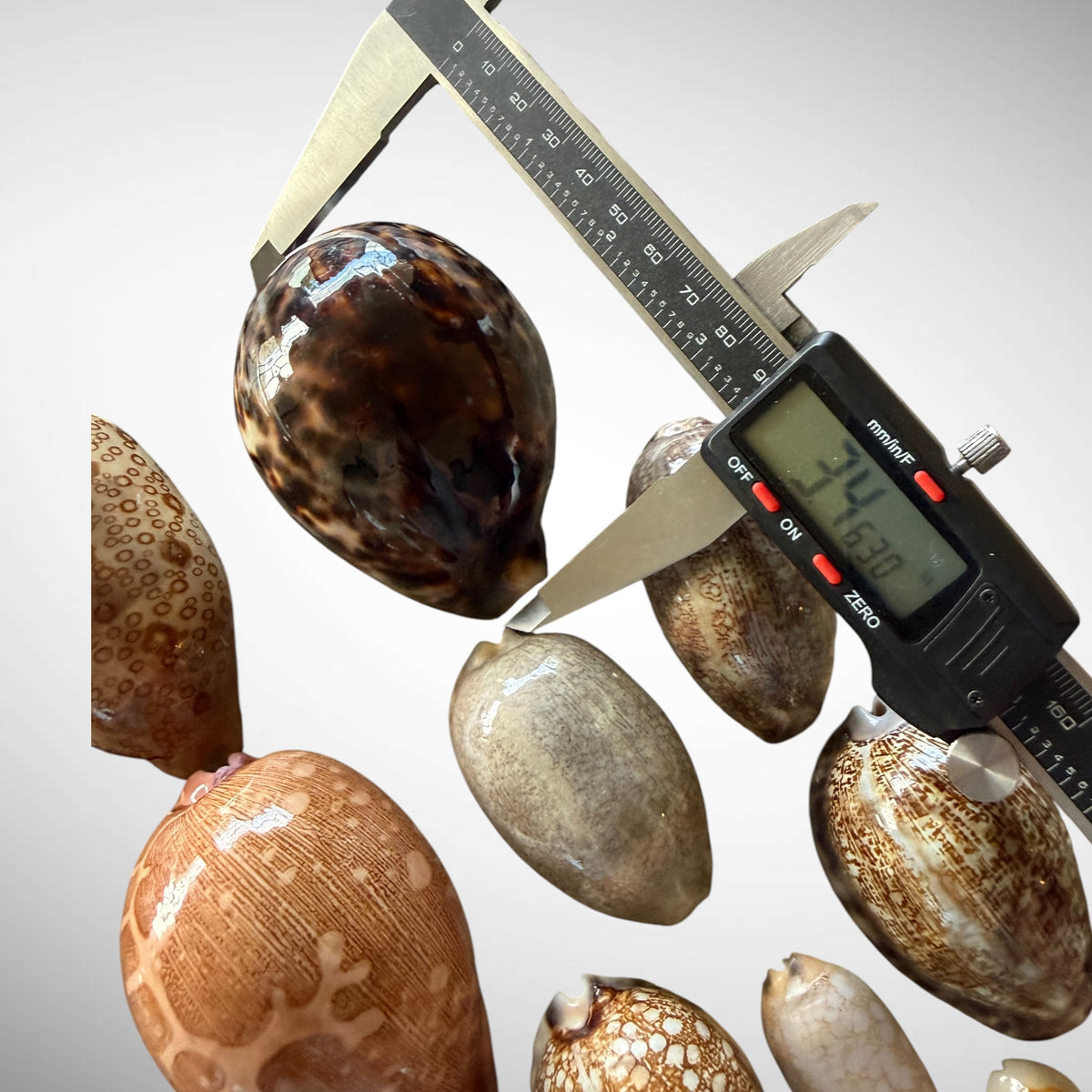 Collection of Mixed Cowrie Seashells – 31 Piece Collector Set