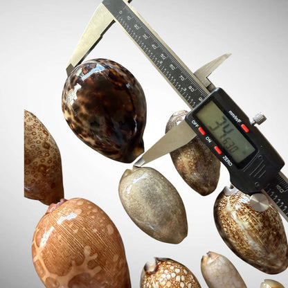 Collection of Mixed Cowrie Seashells – 31 Piece Collector Set