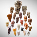 Collection of Conus Shells