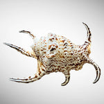 Natural Chiragra Spider Conch Shell (5.5")