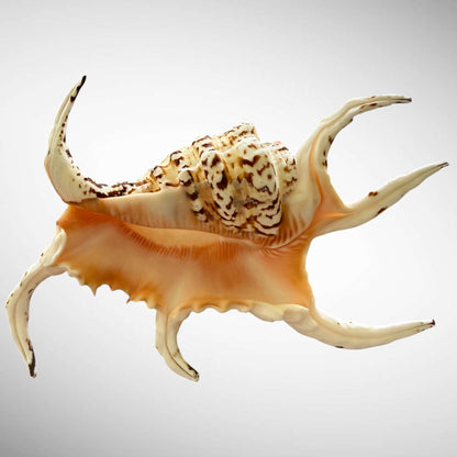 Natural Chiragra Spider Conch Shell (5.5")
