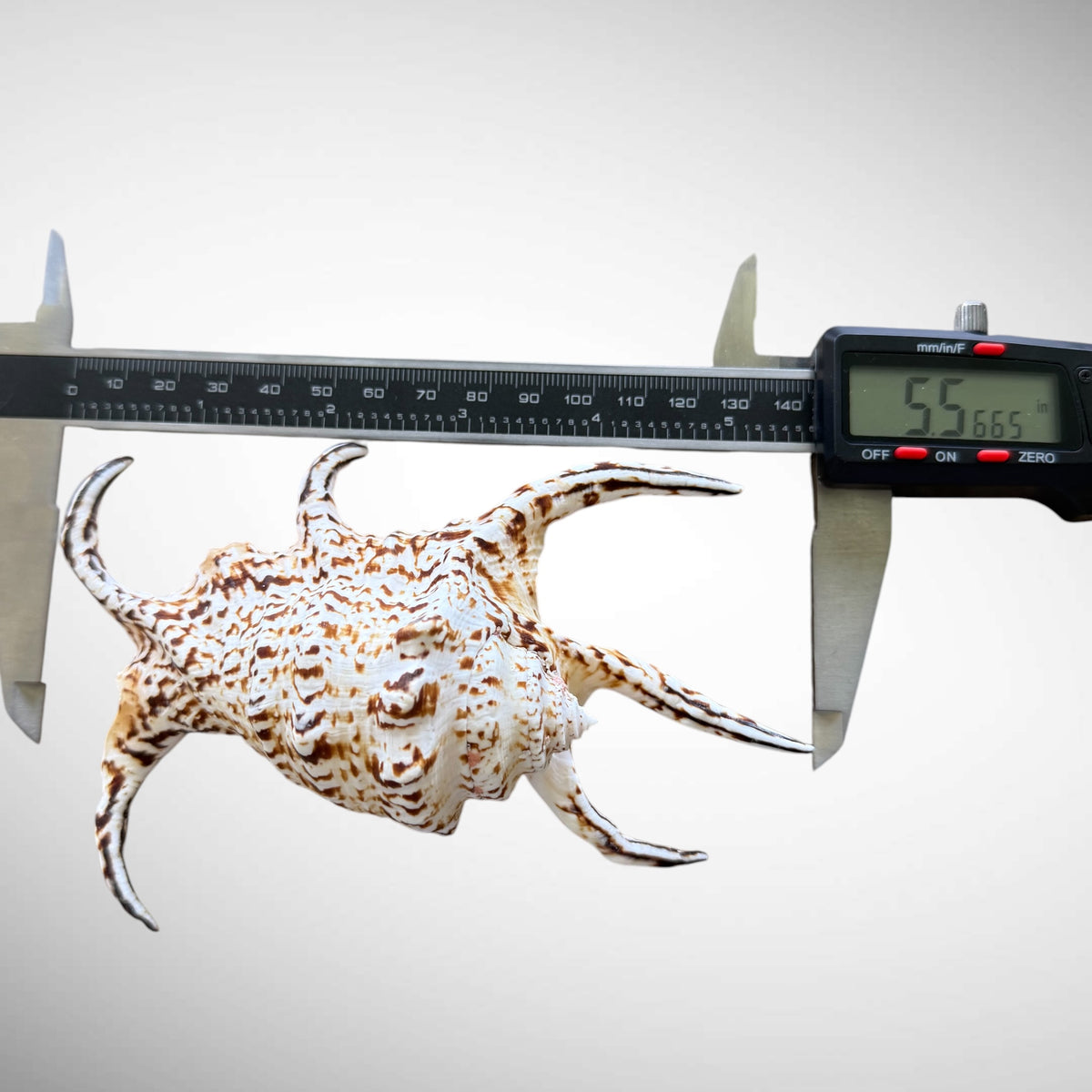 Natural Chiragra Spider Conch Shell (5.5")
