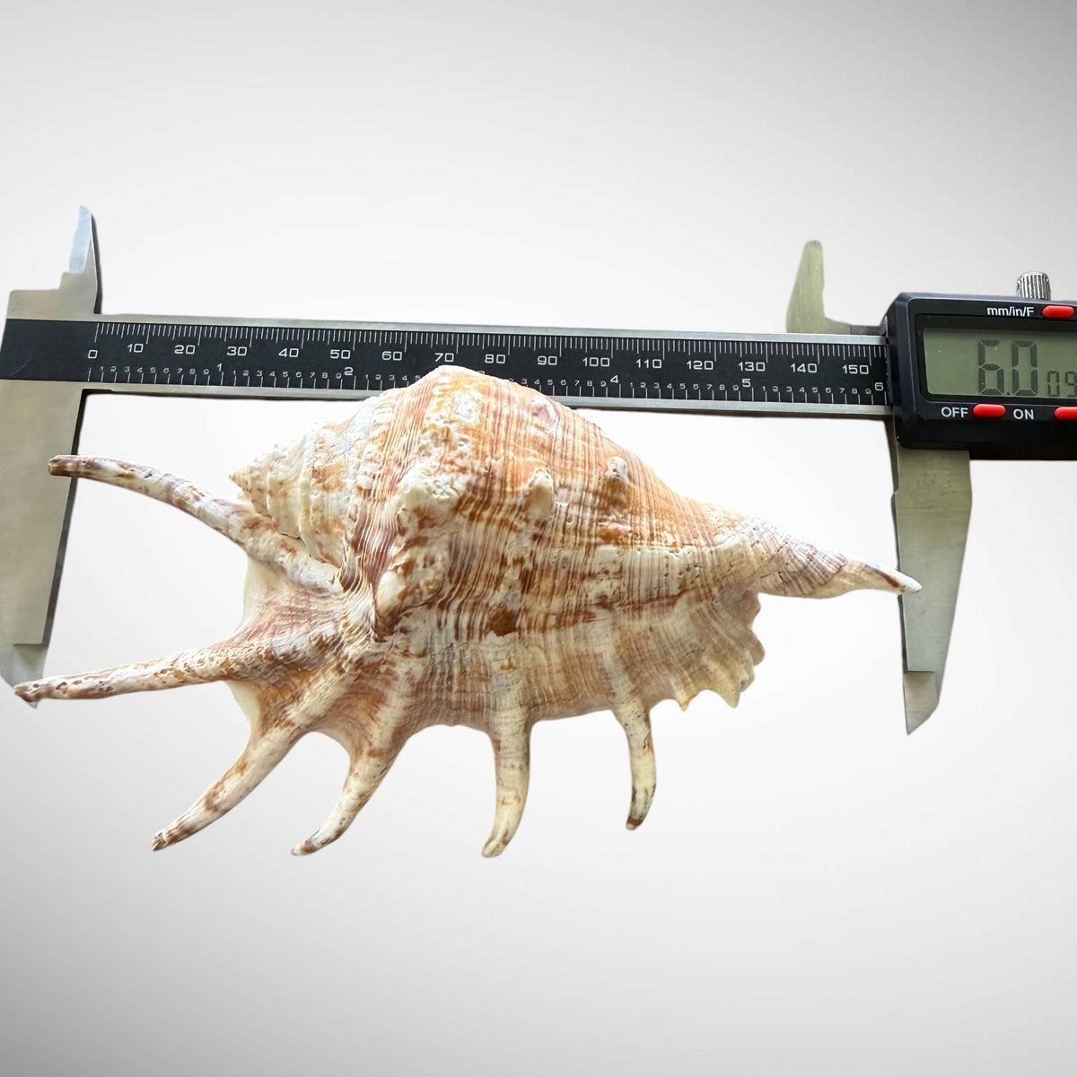 Natural Chiragra Spider Conch Shell – Choose Size (5.1"–6.0")
