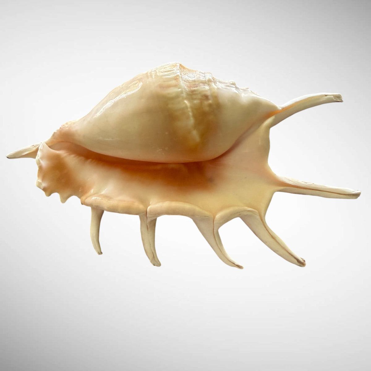 Natural Chiragra Spider Conch Shell – Choose Size (5.1"–6.0")