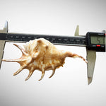 Natural Chiragra Spider Conch Shell – Choose Size (5.1"–6.0")