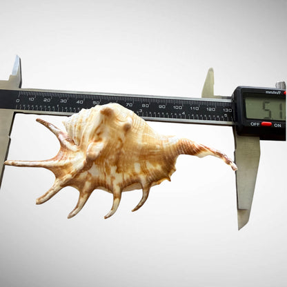 Natural Chiragra Spider Conch Shell – Choose Size (5.1"–6.0")