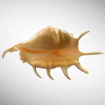 Natural Chiragra Spider Conch Shell – Choose Size (5.1"–6.0")