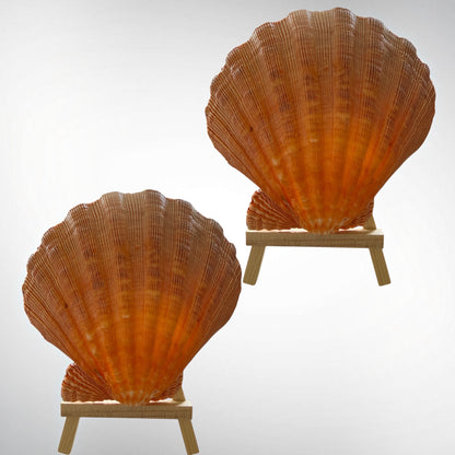 Lion's Paw Shells (Easel Included)