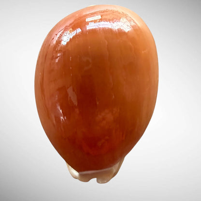 Golden Cowrie Seashell