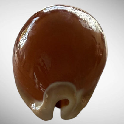 Golden Cowrie Seashell