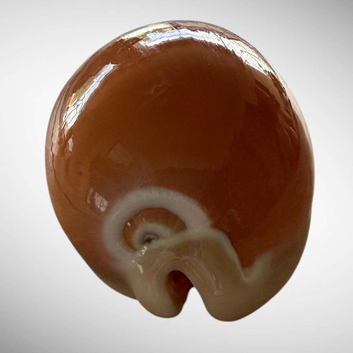 Golden Cowrie Seashell