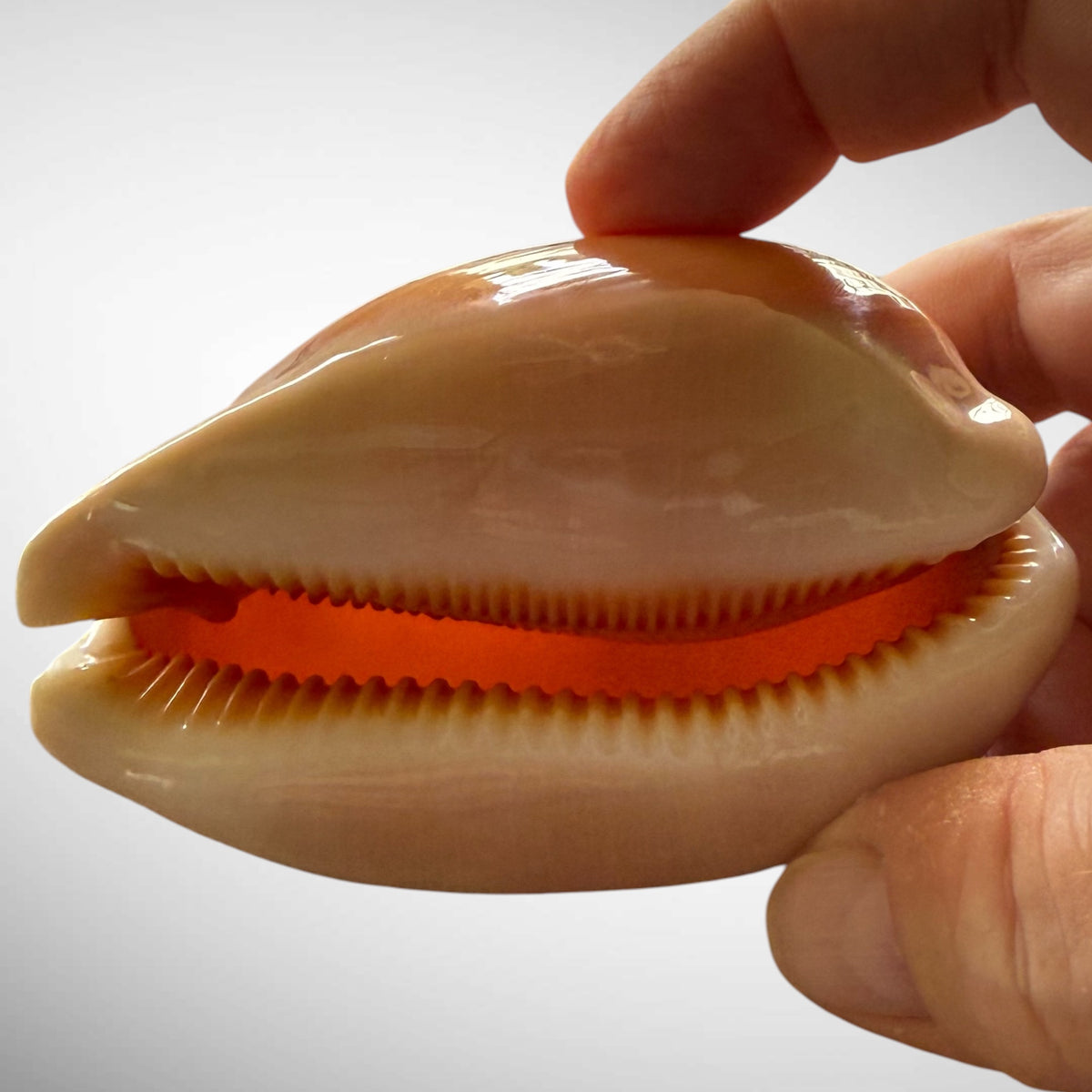 Golden Cowrie Seashell