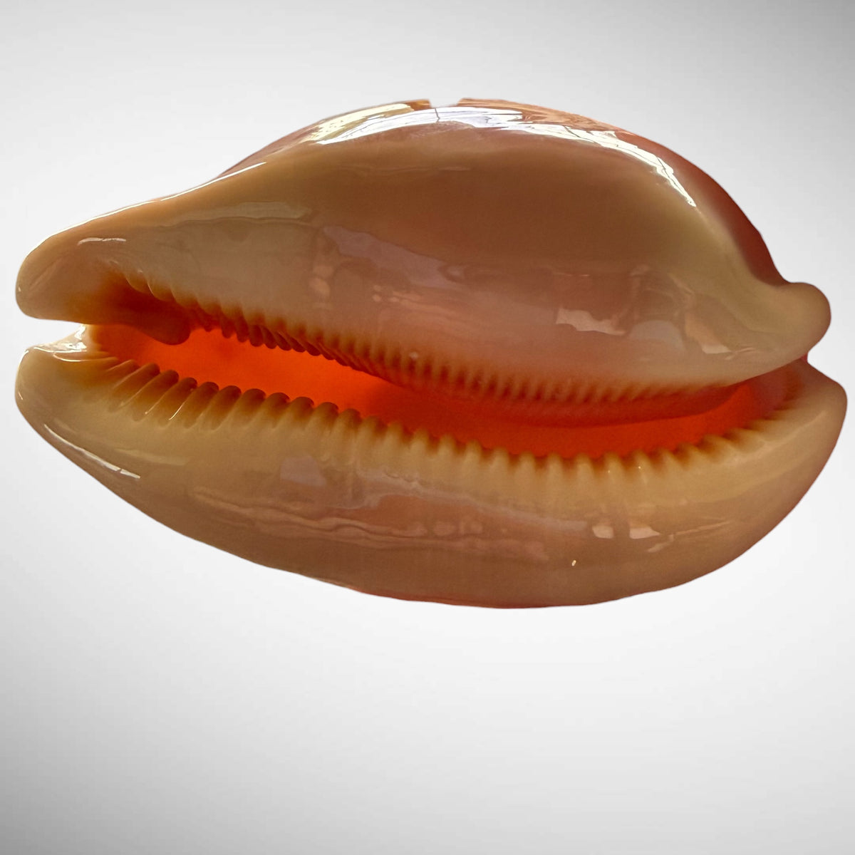 Golden Cowrie Seashell