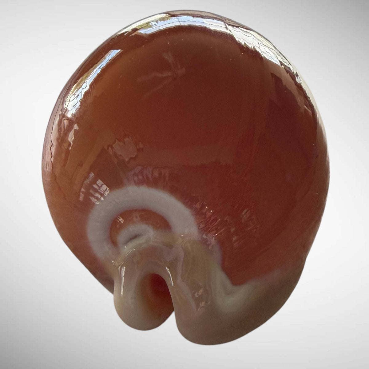 Golden Cowrie Seashell