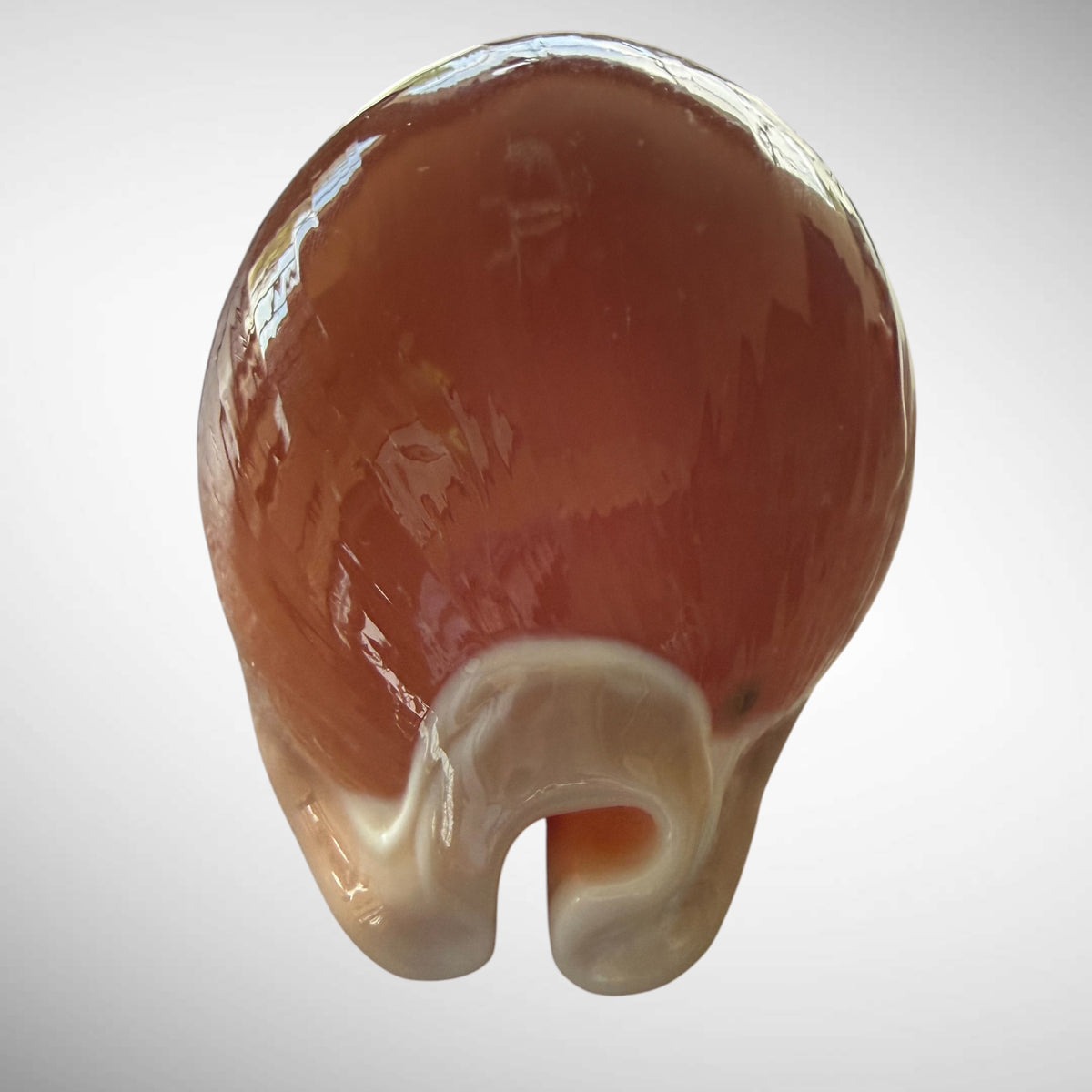 Golden Cowrie Seashell
