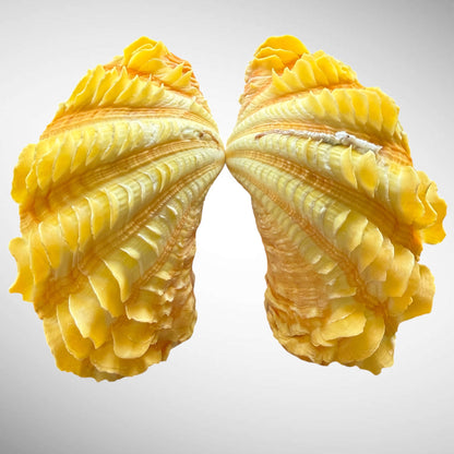 Yellow Ruffled Clam Shell Pairs