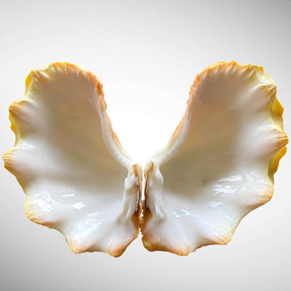 Yellow Ruffled Clam Shell Pairs