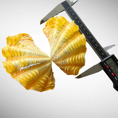 Yellow Ruffled Clam Shell Pairs