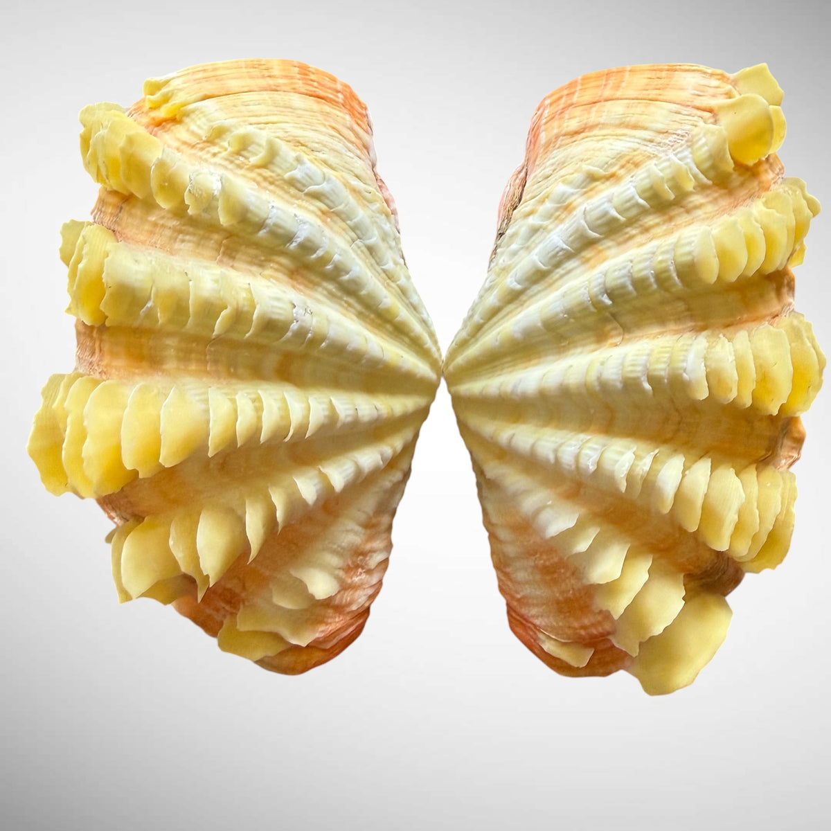 Yellow Ruffled Clam Shell Pairs