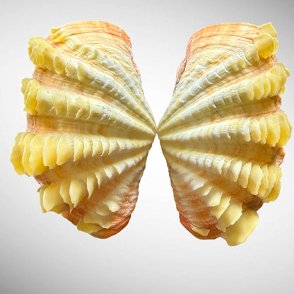 Yellow Ruffled Clam Shell Pairs