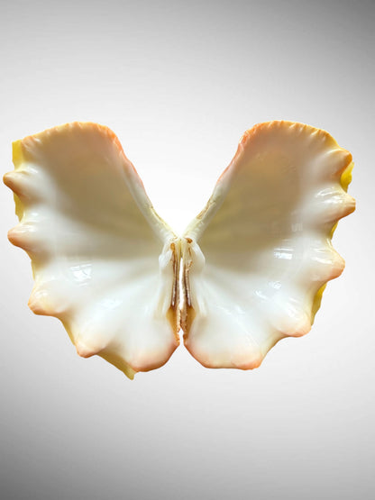 Yellow Ruffled Clam Shell Pairs