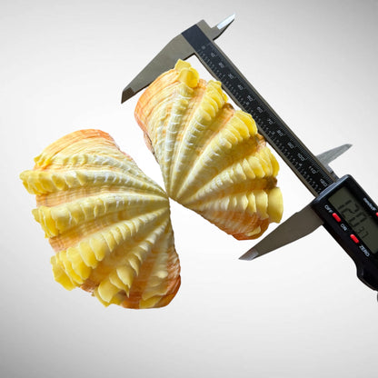 Yellow Ruffled Clam Shell Pairs