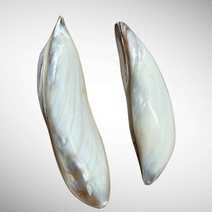 Polished Banana Mussel Shells