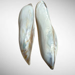 Polished Banana Mussel Shells