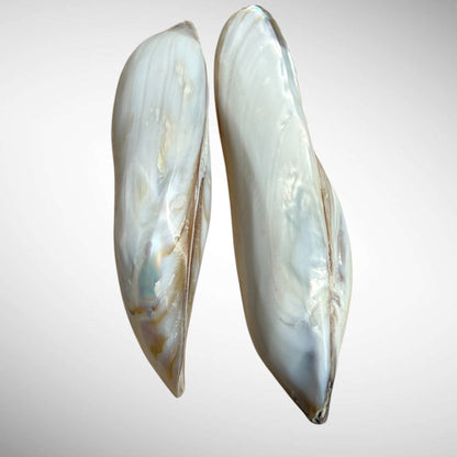 Polished Banana Mussel Shells