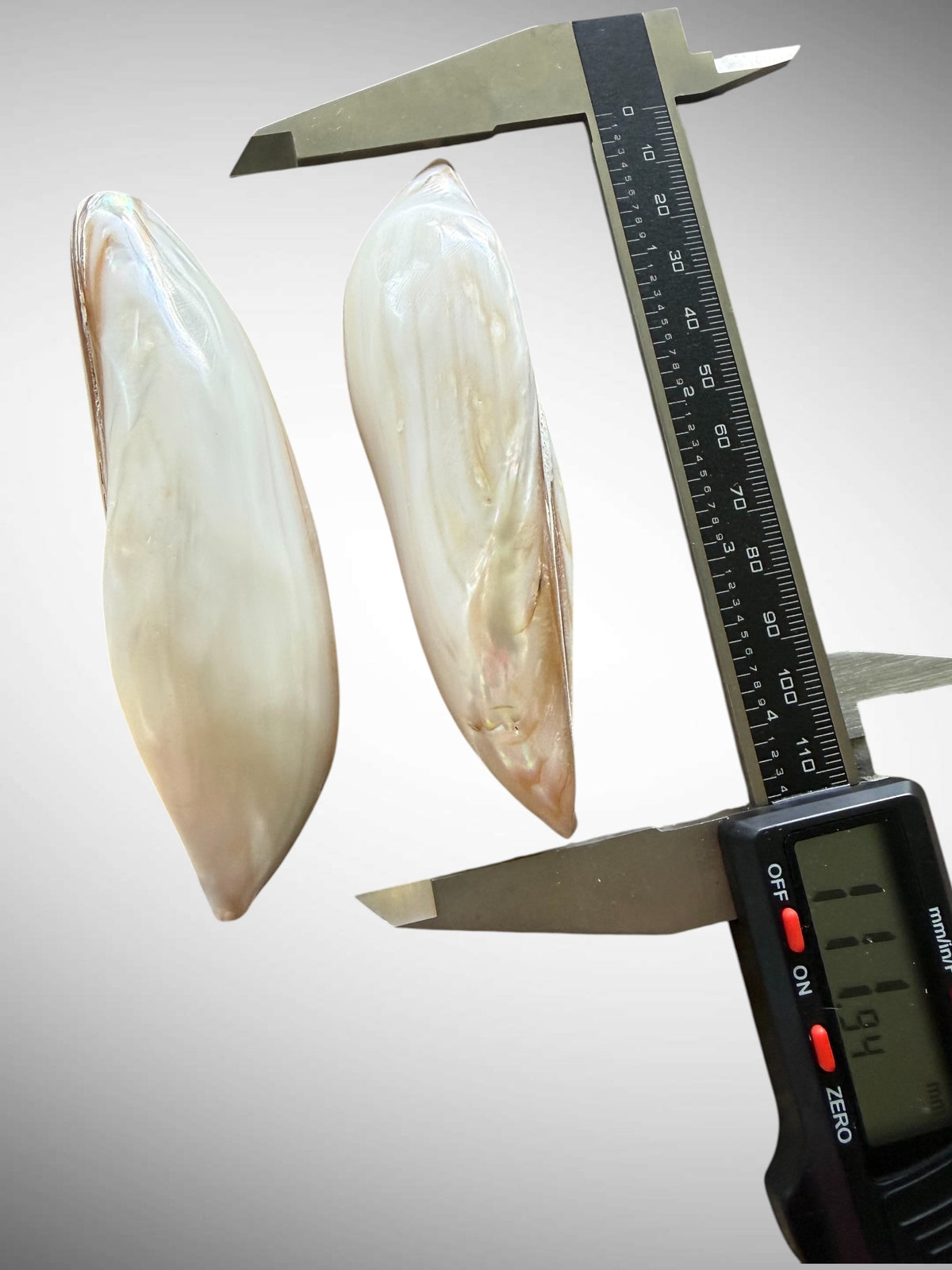 Polished Banana Mussel Shells