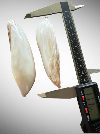Polished Banana Mussel Shells