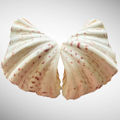 Polished Bear’s Paw Clam Shells
