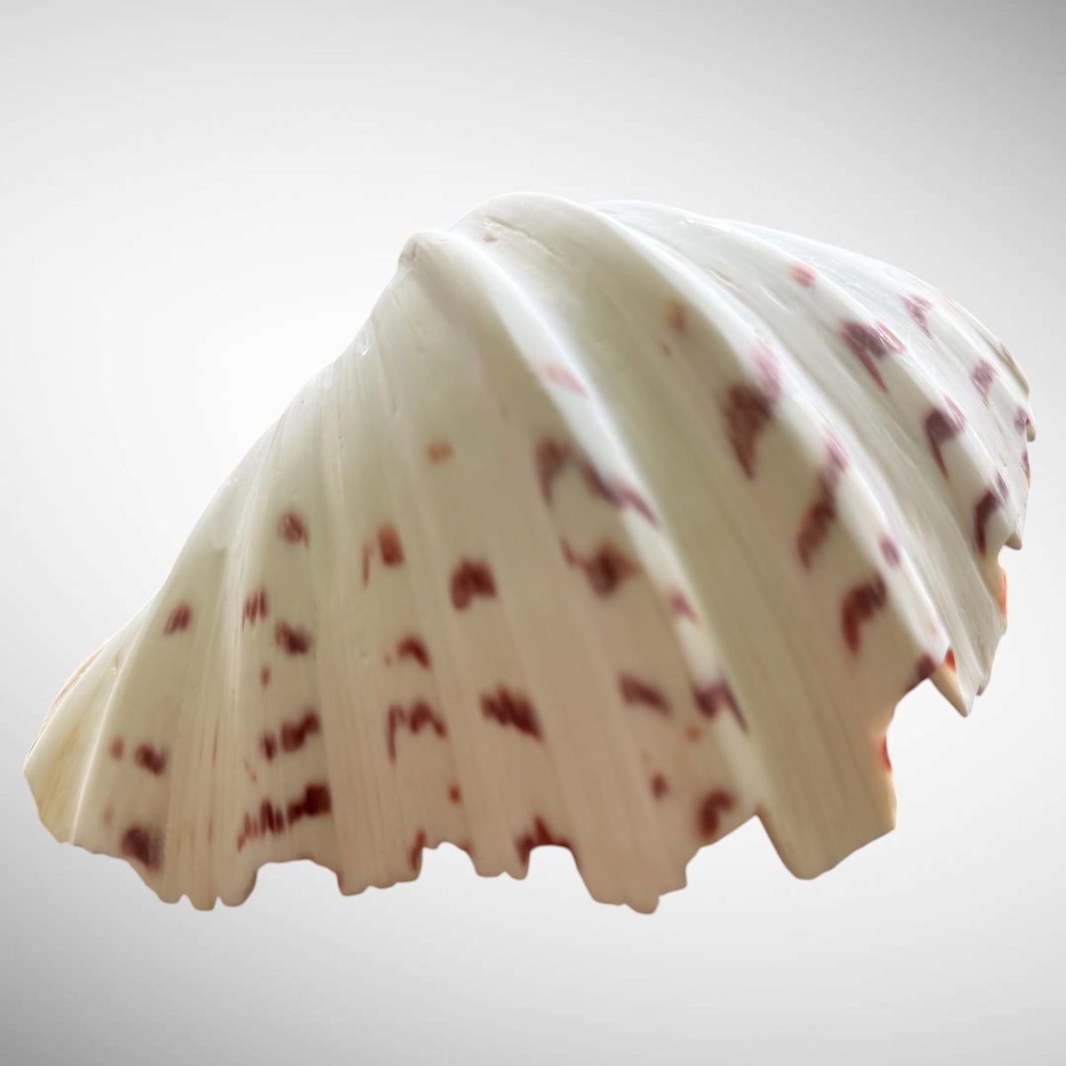 Polished Bear’s Paw Clam Shells