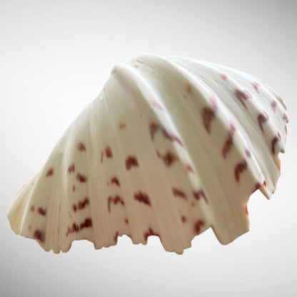Polished Bear’s Paw Clam Shells